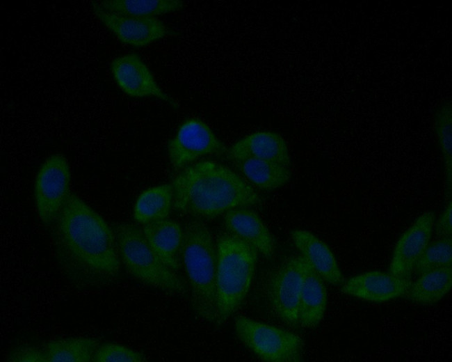 PAI1 Antibody in Immunocytochemistry (ICC/IF)