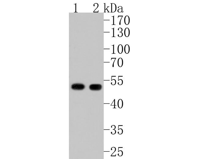 PAI1 Antibody in Western Blot (WB)