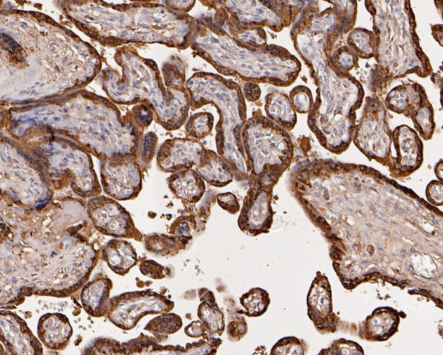 Placental lactogen Antibody in Immunohistochemistry (Paraffin) (IHC (P))