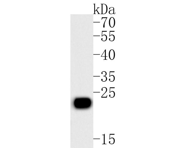 Placental lactogen Antibody in Western Blot (WB)