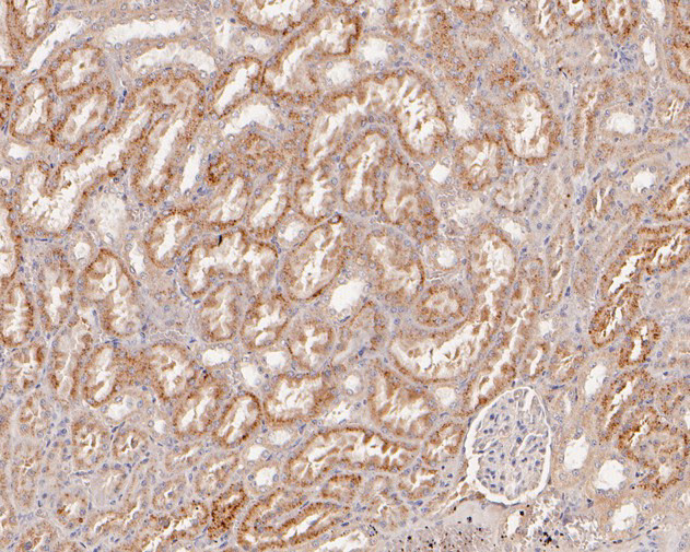 beta Galactosidase Antibody in Immunohistochemistry (Paraffin) (IHC (P))