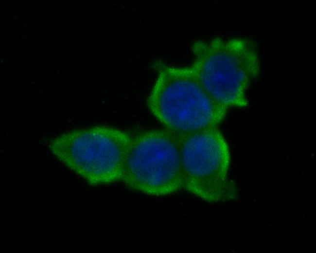 AMH Antibody in Immunocytochemistry (ICC/IF)