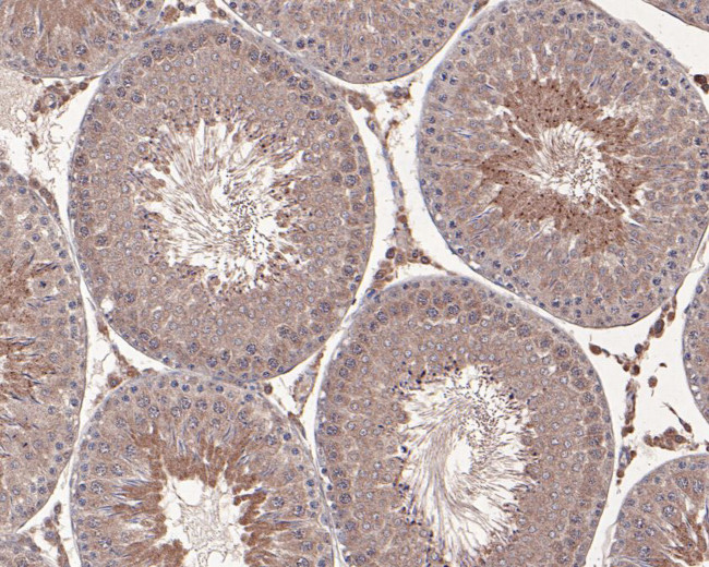 AMH Antibody in Immunohistochemistry (Paraffin) (IHC (P))