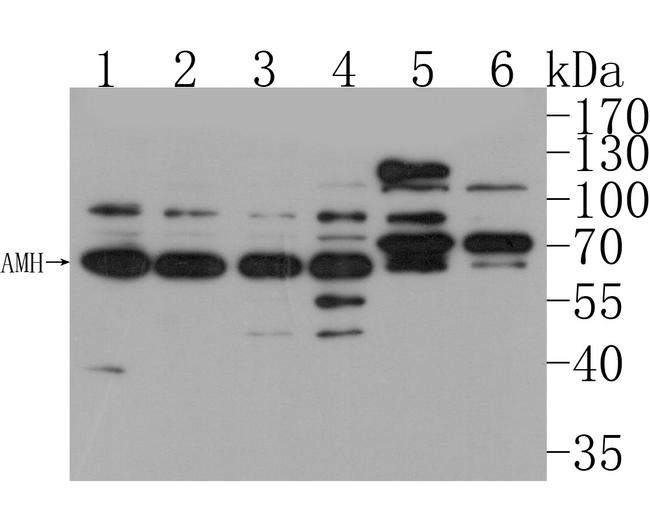 AMH Antibody in Western Blot (WB)