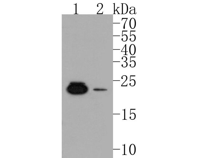 MAD4 Antibody in Western Blot (WB)