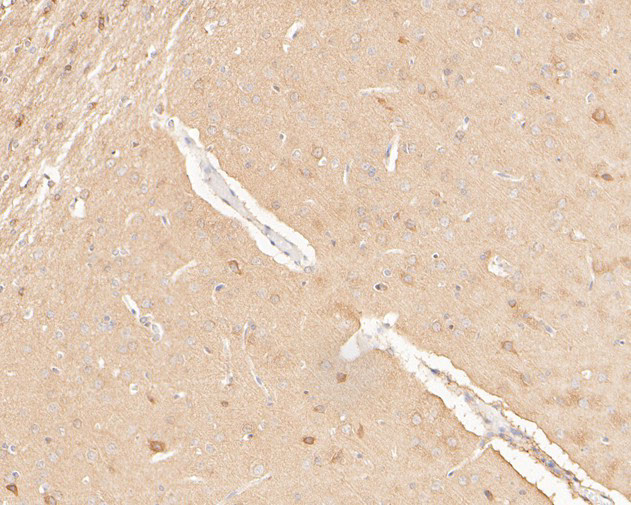 COX5B Antibody in Immunohistochemistry (Paraffin) (IHC (P))