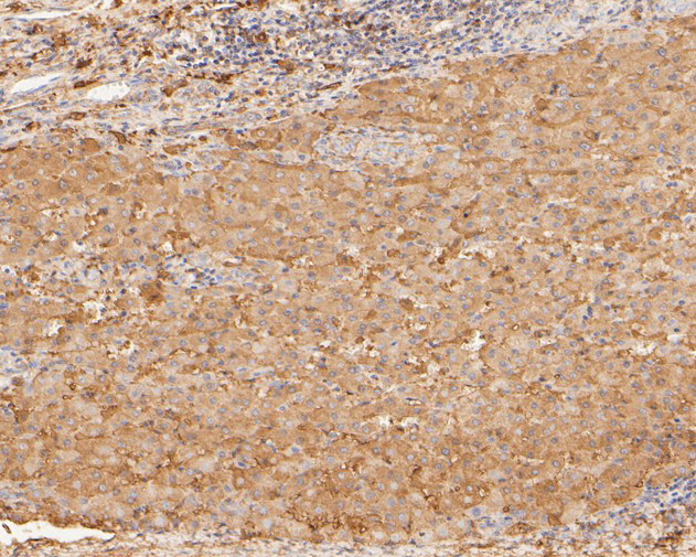 COX5B Antibody in Immunohistochemistry (Paraffin) (IHC (P))