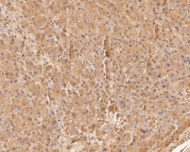 COX5B Antibody in Immunohistochemistry (Paraffin) (IHC (P))