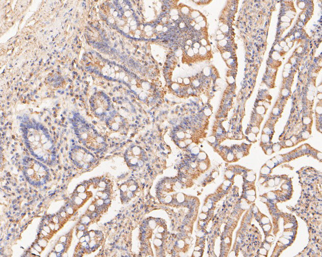 COX5B Antibody in Immunohistochemistry (Paraffin) (IHC (P))