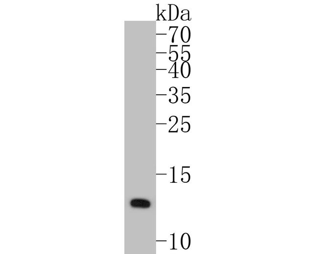 COX5B Antibody in Western Blot (WB)