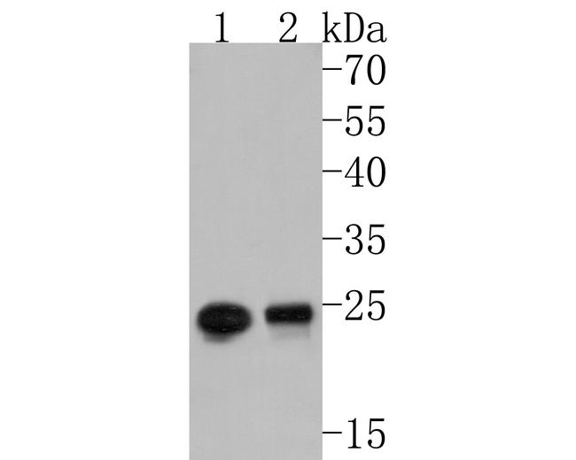 RAB3d Antibody in Western Blot (WB)