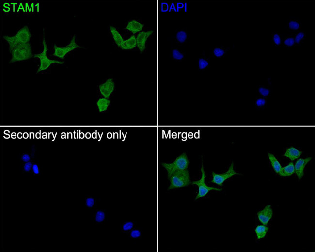 STAM Antibody in Immunocytochemistry (ICC/IF)