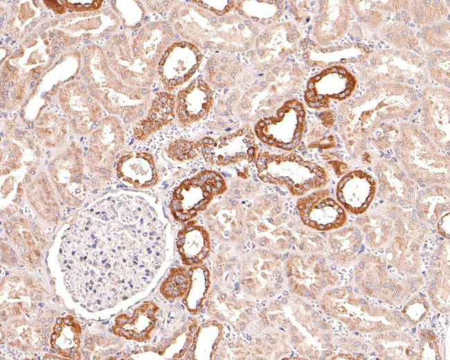 STAM Antibody in Immunohistochemistry (Paraffin) (IHC (P))