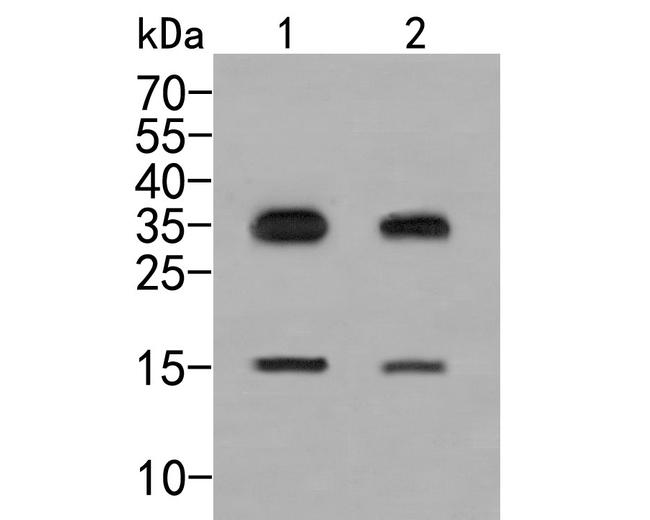 IL-7 Antibody in Western Blot (WB)