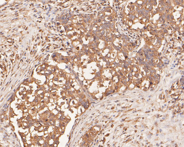 IL-32 Antibody in Immunohistochemistry (Paraffin) (IHC (P))