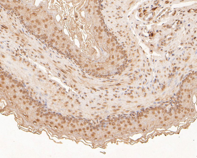 ZFHX3 Antibody in Immunohistochemistry (Paraffin) (IHC (P))