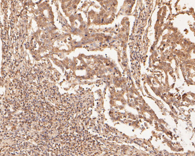 ZFHX3 Antibody in Immunohistochemistry (Paraffin) (IHC (P))