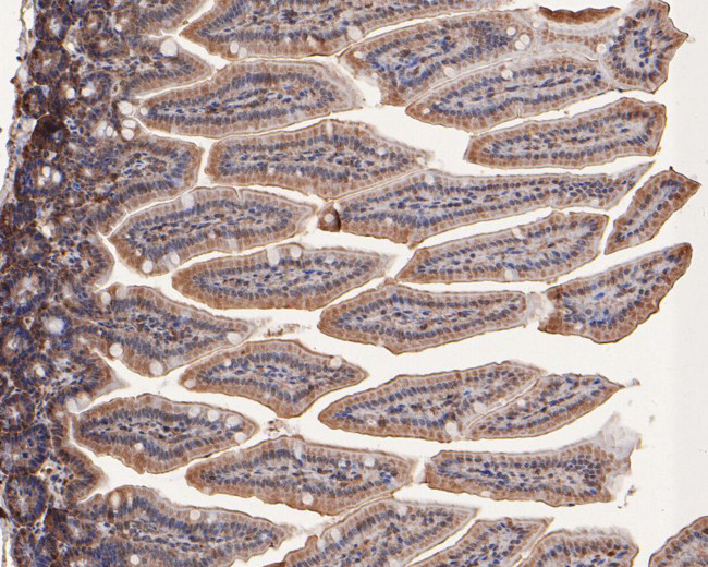 TAF1 Antibody in Immunohistochemistry (Paraffin) (IHC (P))