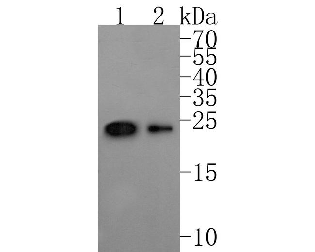 TAF1 Antibody in Western Blot (WB)