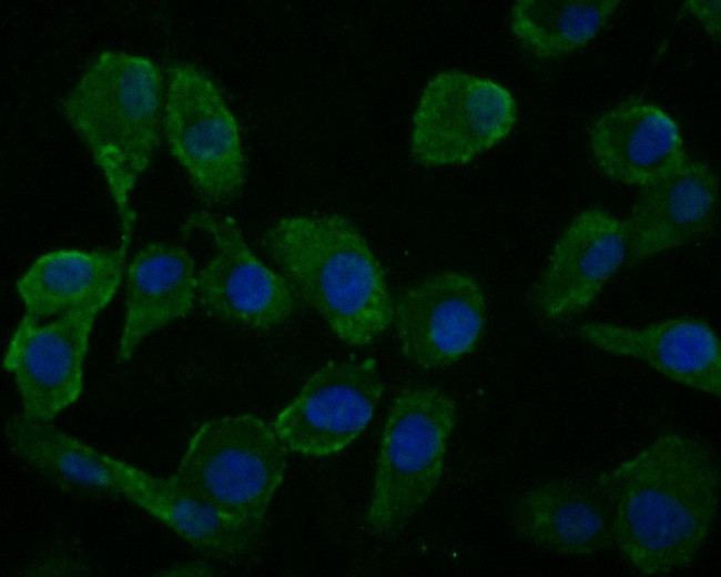 WNT3A Antibody in Immunocytochemistry (ICC/IF)