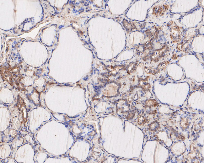 WNT3A Antibody in Immunohistochemistry (Paraffin) (IHC (P))