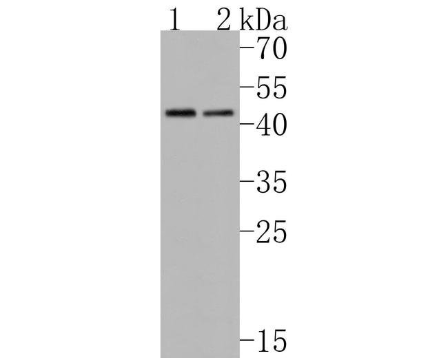 WNT3A Antibody in Western Blot (WB)