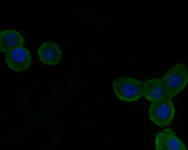 VLDLR Antibody in Immunocytochemistry (ICC/IF)