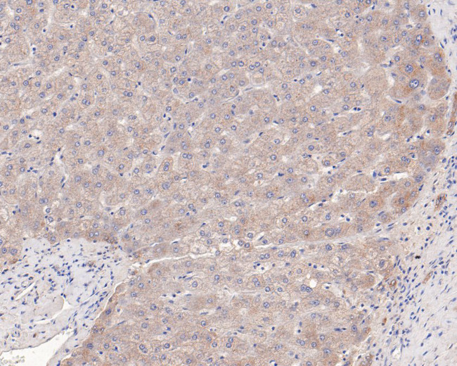 NDE1 Antibody in Immunohistochemistry (Paraffin) (IHC (P))