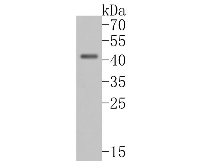 NDE1 Antibody in Western Blot (WB)