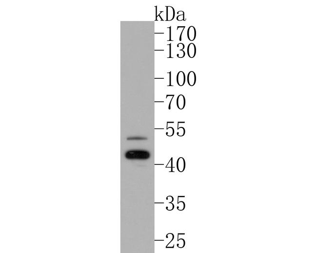 CATSPER4 Antibody in Western Blot (WB)