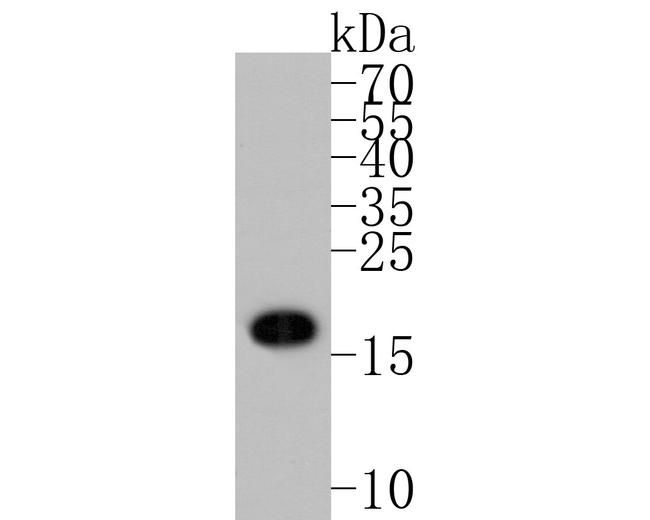 CATSPER4 Antibody in Western Blot (WB)