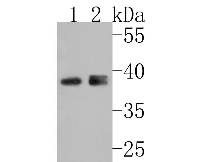 STRAP Antibody in Western Blot (WB)