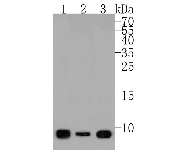 UCRC Antibody in Western Blot (WB)