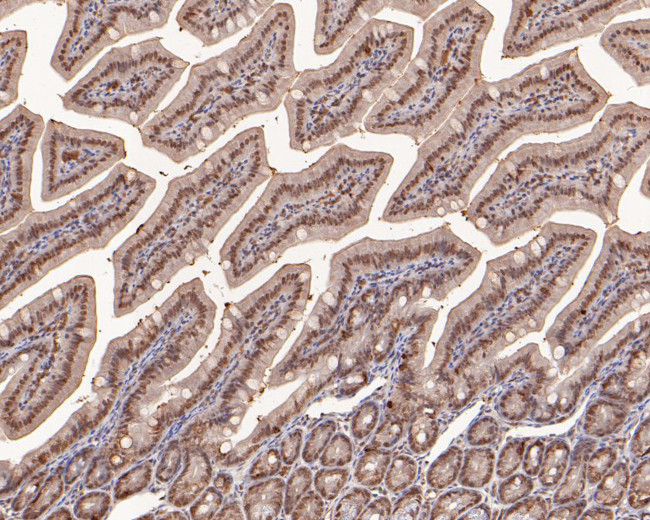 SNW1 Antibody in Immunohistochemistry (Paraffin) (IHC (P))