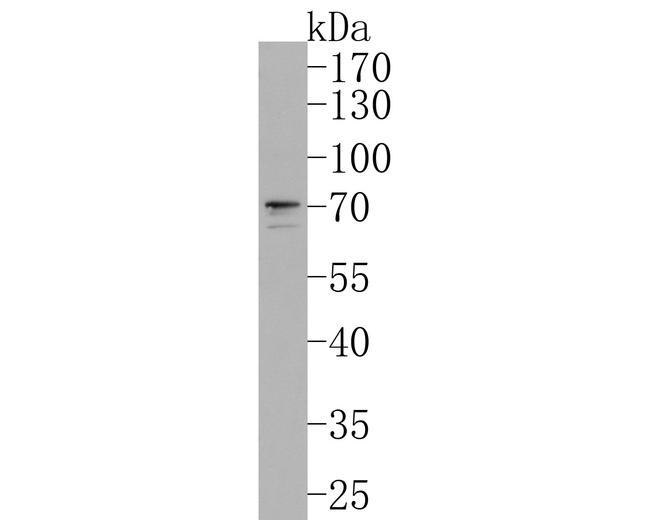 SNW1 Antibody in Western Blot (WB)