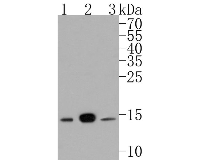 UBE2D3 Antibody in Western Blot (WB)