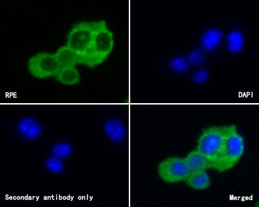 Ribulose-phosphate 3-epimerase Antibody in Immunocytochemistry (ICC/IF)