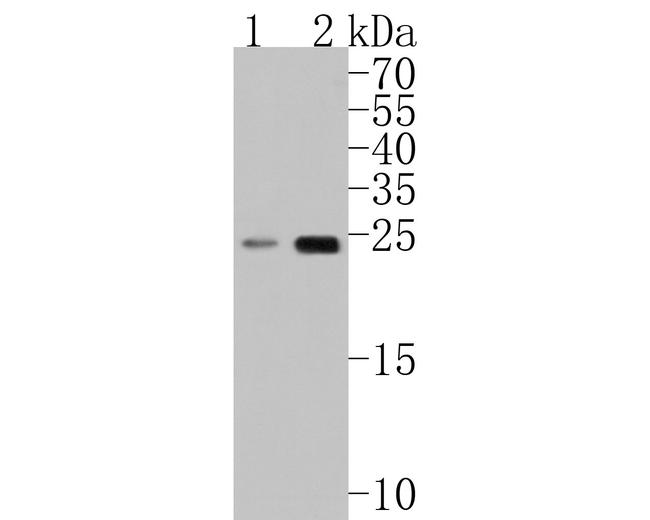 Ribulose-phosphate 3-epimerase Antibody in Western Blot (WB)