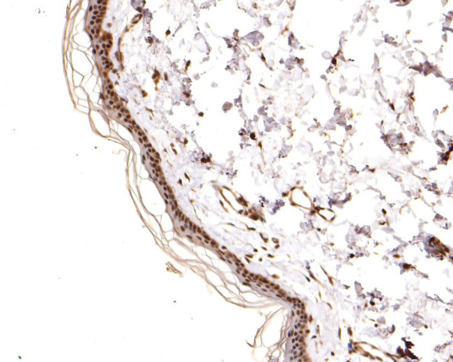 PSMD10 Antibody in Immunohistochemistry (Paraffin) (IHC (P))