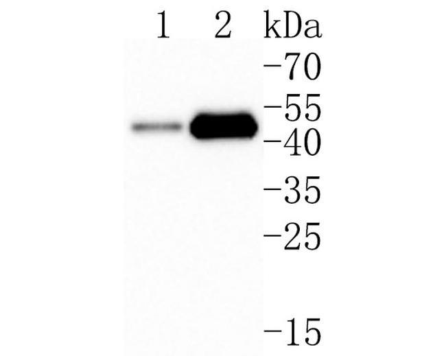 alpha Galactosidase Antibody in Western Blot (WB)