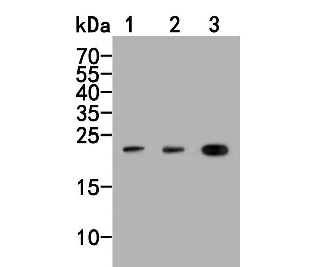 PYY Antibody in Western Blot (WB)