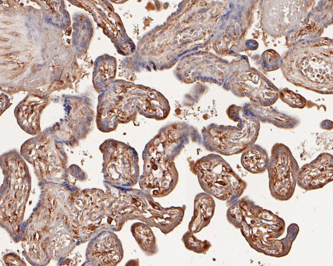 Activin A Antibody in Immunohistochemistry (Paraffin) (IHC (P))