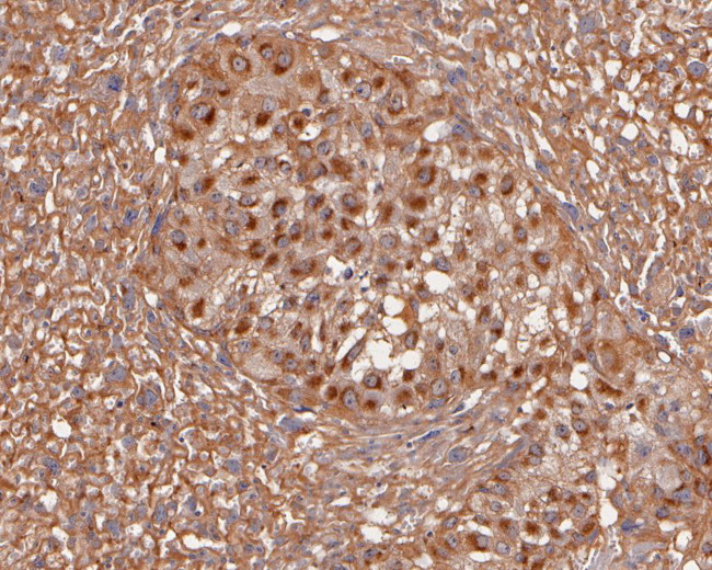 Activin A Antibody in Immunohistochemistry (Paraffin) (IHC (P))