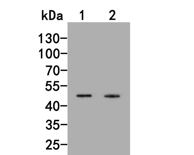 INHA Antibody in Western Blot (WB)