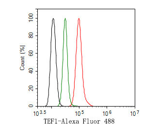 TEF1 Antibody in Flow Cytometry (Flow)