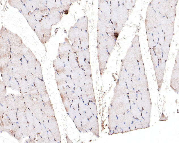 TEF1 Antibody in Immunohistochemistry (Paraffin) (IHC (P))