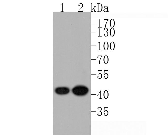 TEF1 Antibody in Western Blot (WB)