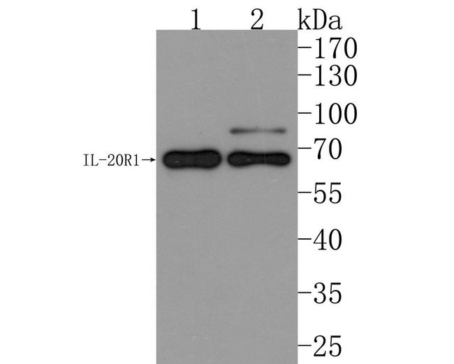 IL20RA Antibody in Western Blot (WB)