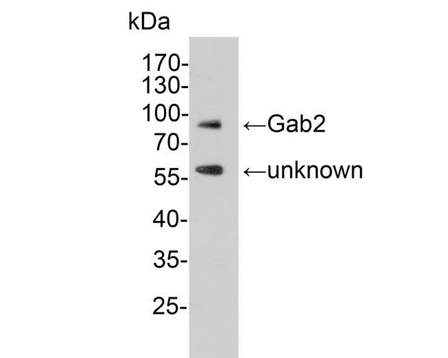 GAB2 Antibody in Western Blot (WB)