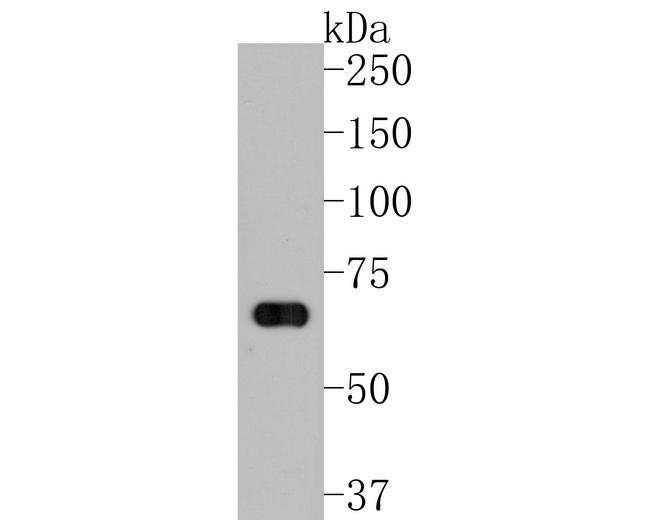 NEDD1 Antibody in Western Blot (WB)